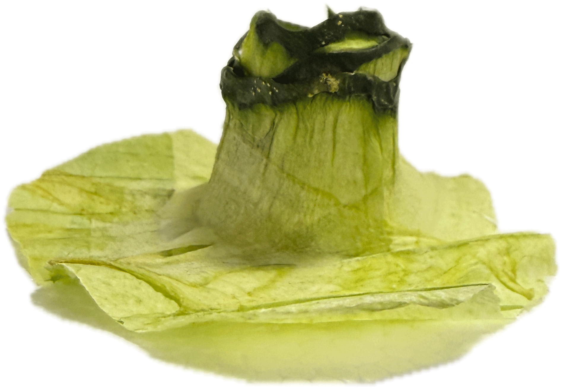 May Hat Dust